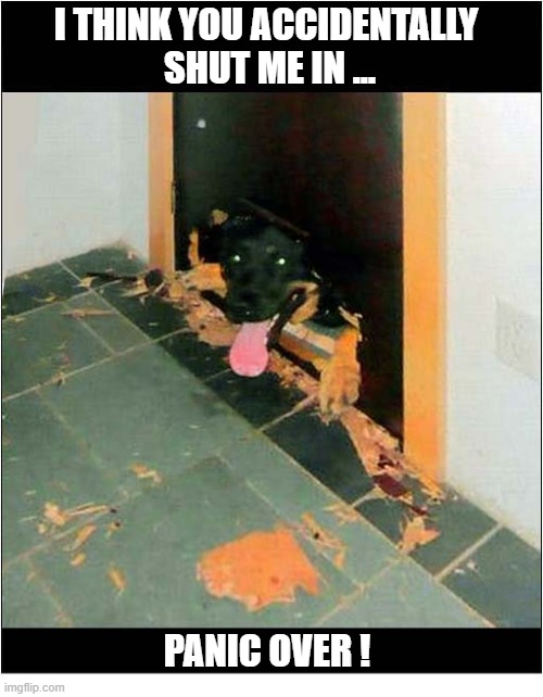 Hello There ! | I Think you accidentally
 shut me in ... panic over ! | image tagged in dogd,hello there,destroy,door,panic | made w/ Imgflip meme maker