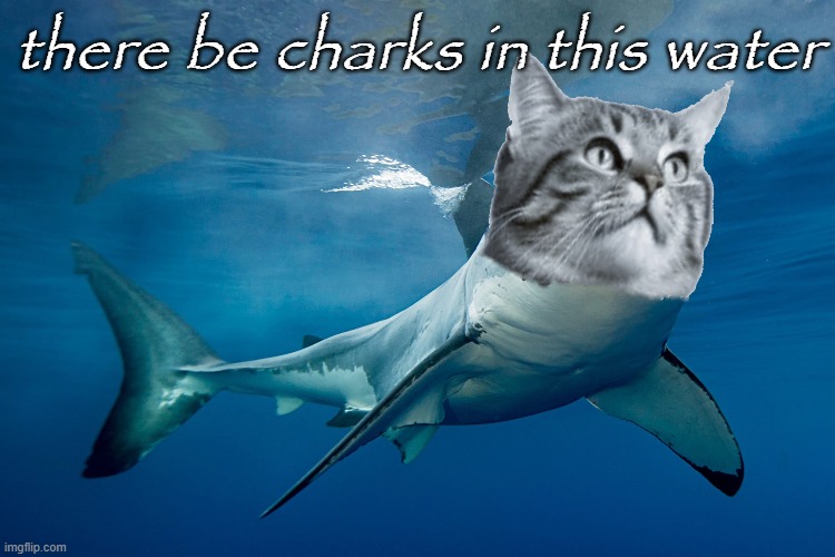 cat shark | there be charks in this water | image tagged in memes,funny,cat,cats | made w/ Imgflip meme maker