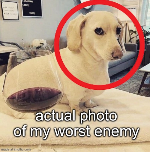 my arch nemesis | actual photo of my worst enemy | image tagged in homophobic dog | made w/ Imgflip meme maker