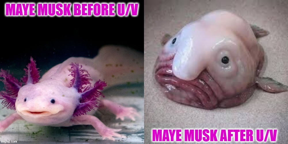u/v heavy taste of own medicine | maye musk before u/v; maye musk after u/v | image tagged in u/v heavy radiation before after | made w/ Imgflip meme maker