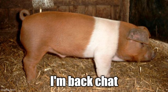 Danish protest pig | I'm back chat | image tagged in danish protest pig,shit nobody cares about | made w/ Imgflip meme maker