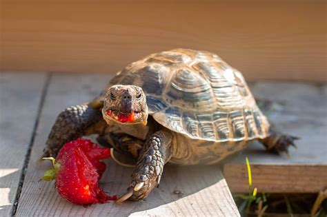 Bloody tortoise Blank Meme Template