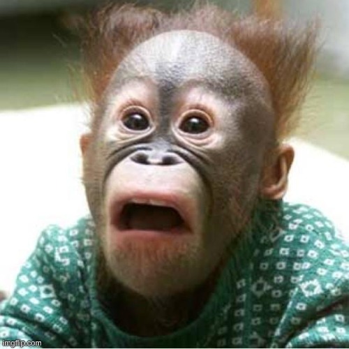 Scared monkey | image tagged in scared monkey | made w/ Imgflip meme maker