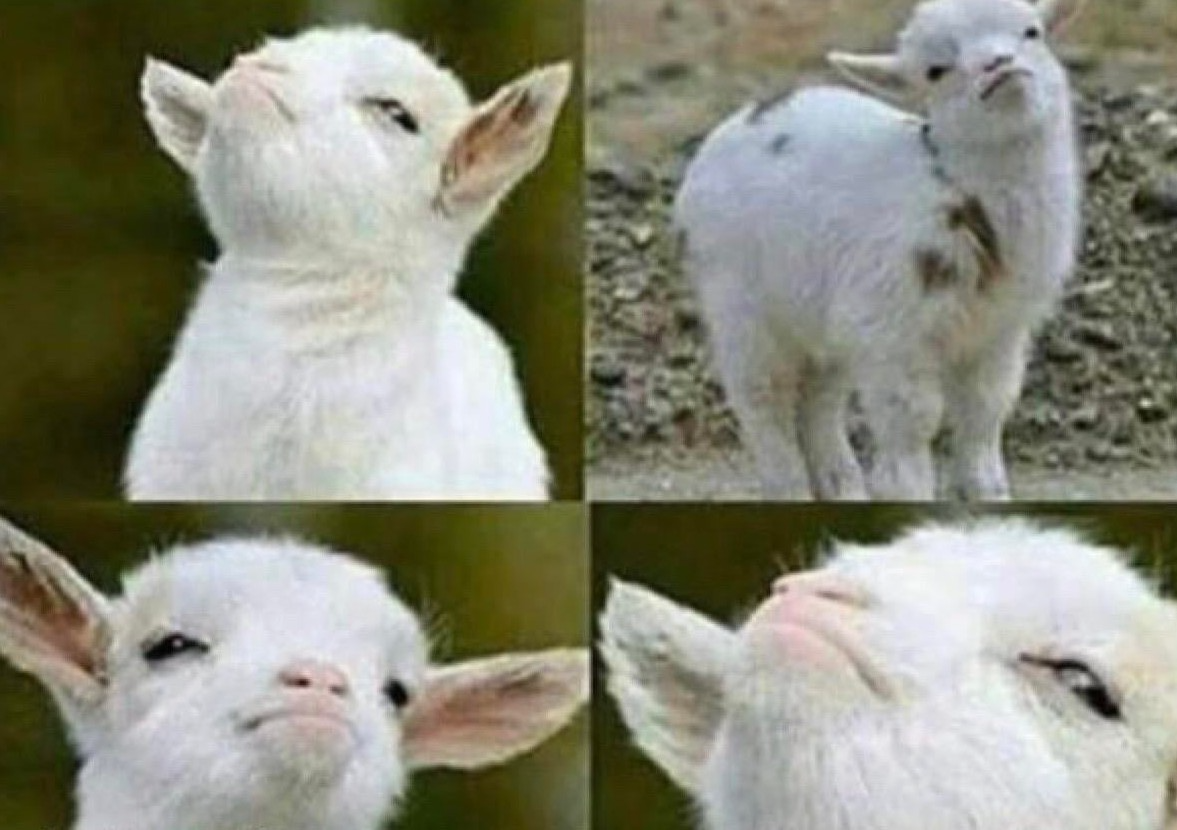 Goat Blank Meme Template
