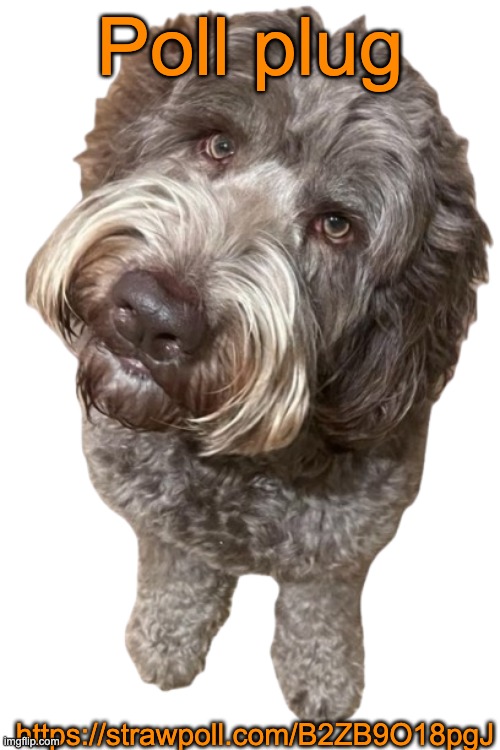 https://strawpoll.com/B2ZB9O18pgJ | Poll plug; https://strawpoll.com/B2ZB9O18pgJ | image tagged in northers dog transparent | made w/ Imgflip meme maker
