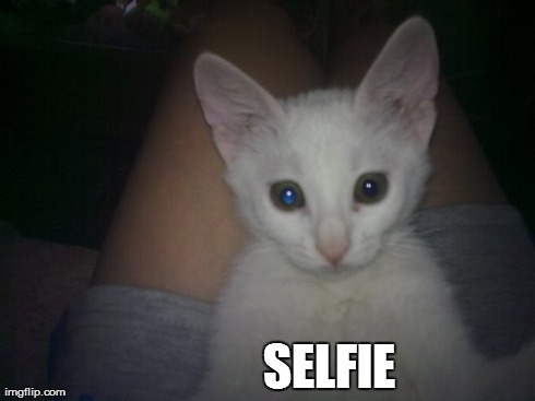 Selfie cat | SELFIE | image tagged in memes | made w/ Imgflip meme maker