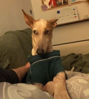 Nala side-eye Blank Meme Template