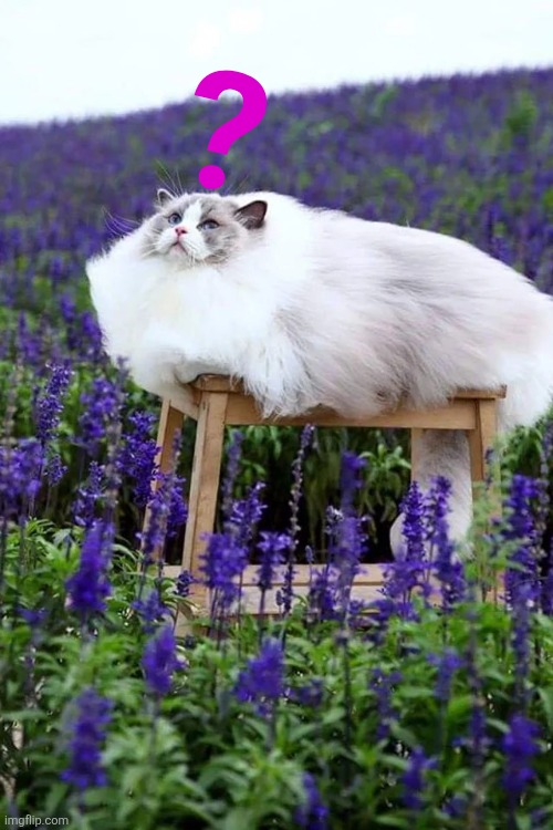 Fluffy Cat In Lavender Field | ? | image tagged in fluffy cat in lavender field | made w/ Imgflip meme maker