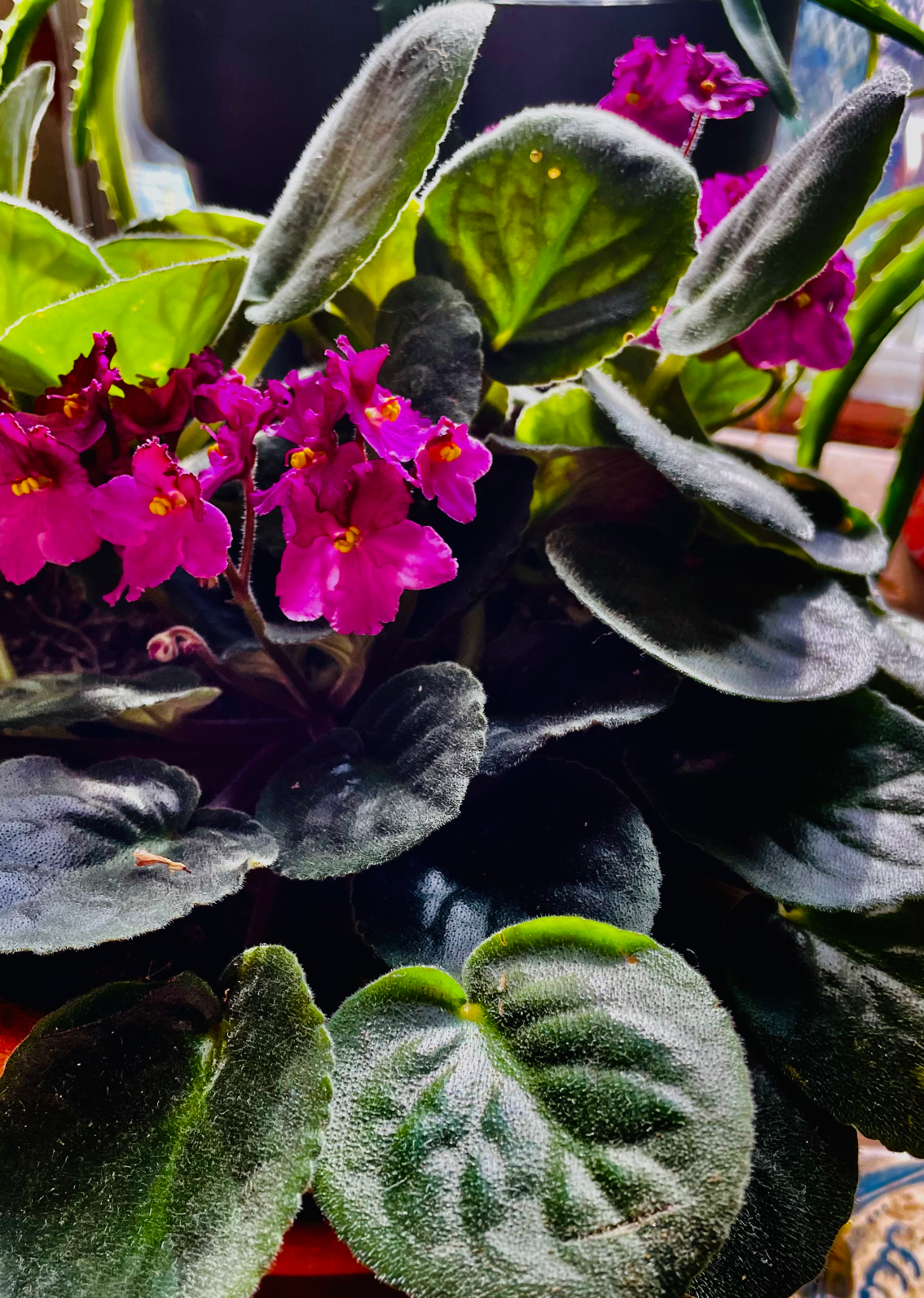 African Violet Blank Meme Template
