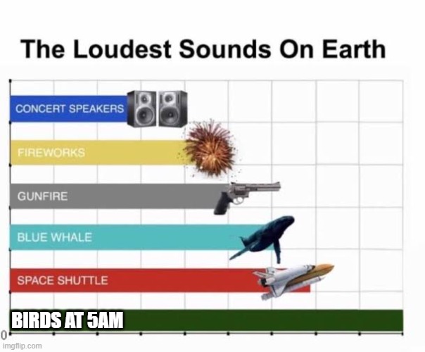 seriously WHY are they so freakin loud???? | birds at 5am | image tagged in the loudest sounds on earth,bird,annoying,noise,morning,relatable | made w/ Imgflip meme maker
