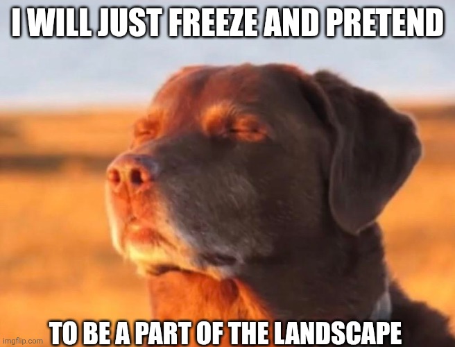 Dog accepting fate | I Will just freeze and pretend; To be a part of the landscape | image tagged in dog accepting fate | made w/ Imgflip meme maker