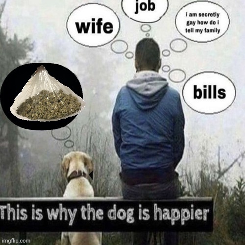 This is why the dog is happier | image tagged in this is why the dog is happier | made w/ Imgflip meme maker