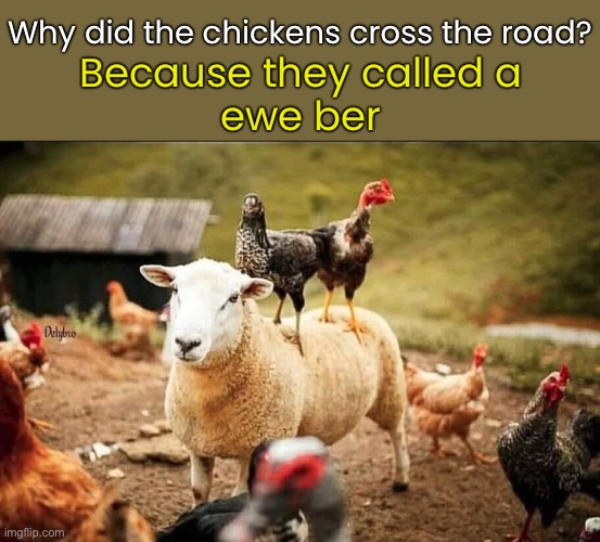 Ba-a-a-ah-d Joke | Why did the chickens cross the road? Because they called a
ewe ber | image tagged in funny memes,dad jokes,eyeroll | made w/ Imgflip meme maker