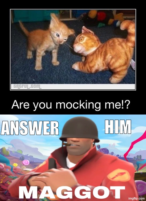 Answer Him Maggot | Him; Answer | image tagged in cats,funny cats,drill sergeant,maggot,mocking,cute kittens | made w/ Imgflip meme maker