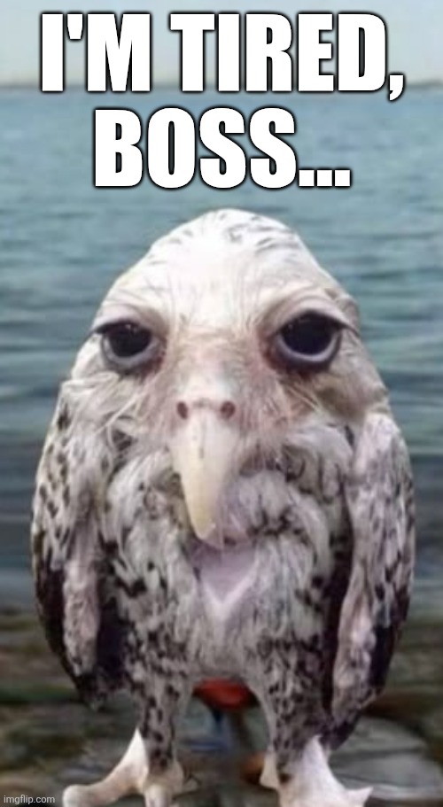Long day | I'm tired, boss... | image tagged in tired,owl,wet,no more tags for you | made w/ Imgflip meme maker