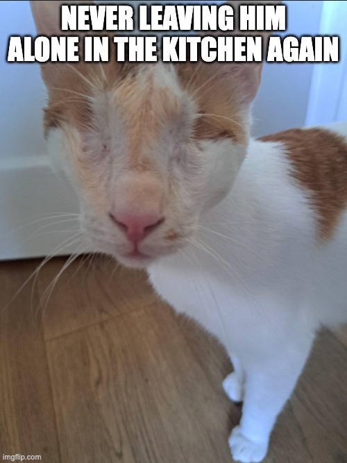 I think he got into my pasta... | Never leaving him alone in the kitchen again | image tagged in meme,pasta,cats,meow,funny | made w/ Imgflip meme maker