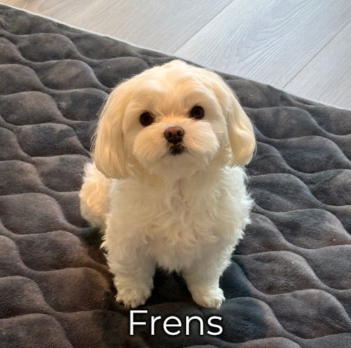 Frens | made w/ Imgflip meme maker