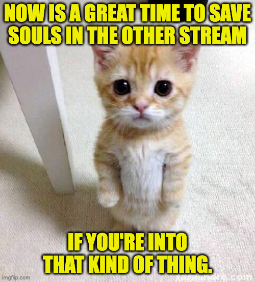 Some of them are teetering on the brink of epiphany. | now is a great time to save
souls in the other stream; if you're into that kind of thing. | image tagged in memes,cute cat | made w/ Imgflip meme maker