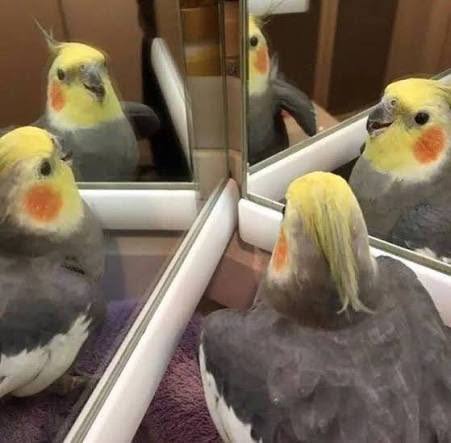 Birds in the mirror Blank Meme Template