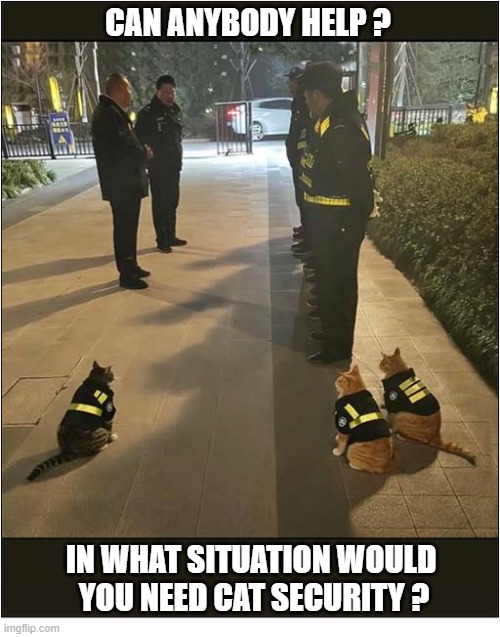 I Am Curious About This ... | can anybody help ? In what situation Would
 you need cat security ? | image tagged in cats,security | made w/ Imgflip meme maker