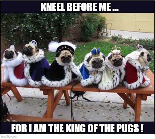 You Are In The Presence Of Royalty | Kneel Before Me ... For I Am The King Of The Pugs ! | image tagged in dogs,pugs,royalty | made w/ Imgflip meme maker