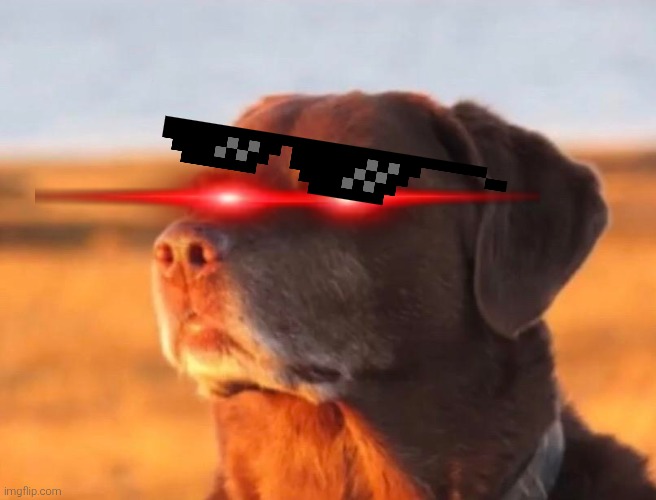 Dog accepting fate | image tagged in dog accepting fate | made w/ Imgflip meme maker