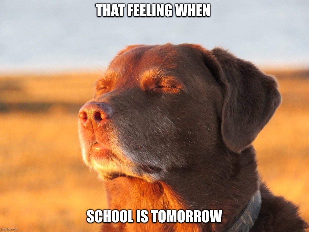 Cooked Dog | that feeling when; school is tomorrow | image tagged in cooked dog | made w/ Imgflip meme maker