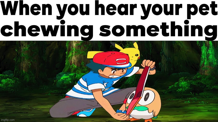 No! Bad Rowlet! | image tagged in rowlet,pokemon,pokemon memes,pokemon sun and moon,pets,animal meme | made w/ Imgflip meme maker