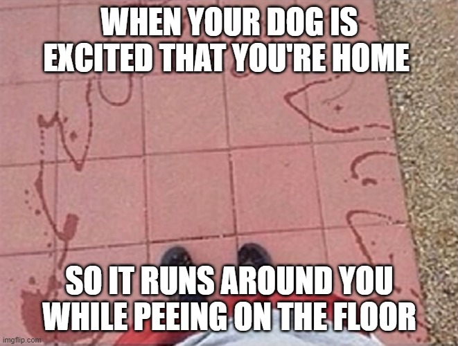 dog | when your dog is excited that you're home; so it runs around you while peeing on the floor | image tagged in memes | made w/ Imgflip meme maker