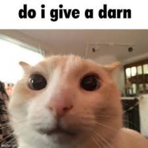 kitty | image tagged in do i give a darn jpeg | made w/ Imgflip meme maker