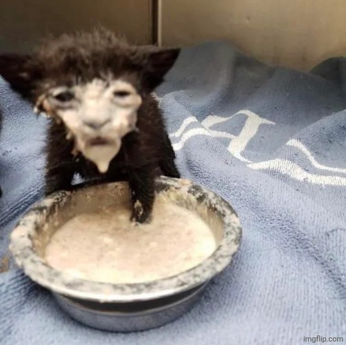 image tagged in cat with milk on face | made w/ Imgflip meme maker