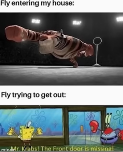 image tagged in fly,flies,bugs,window,stupid,exit | made w/ Imgflip meme maker