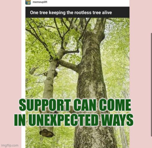 Support can come in unexpected ways | Support can come in unexpected ways | image tagged in tree,support,autism,unexpected results | made w/ Imgflip meme maker