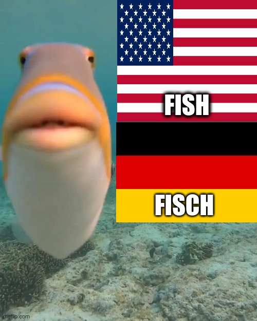 staring fish | Fish Fisch | image tagged in staring fish | made w/ Imgflip meme maker