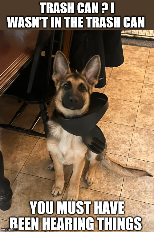 I WASN'T IN THE TRASH CAN | TRASH CAN ? I WASN'T IN THE TRASH CAN; YOU MUST HAVE BEEN HEARING THINGS | image tagged in doggie eyes telling lies | made w/ Imgflip meme maker