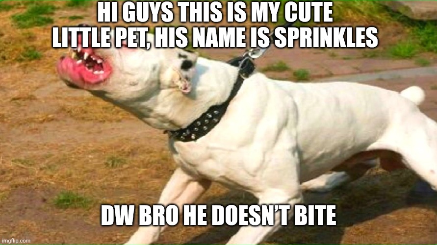 Real | HI guys this is my cute little pet, his name is Sprinkles; Dw bro he doesn’t bite | image tagged in pit bull | made w/ Imgflip meme maker