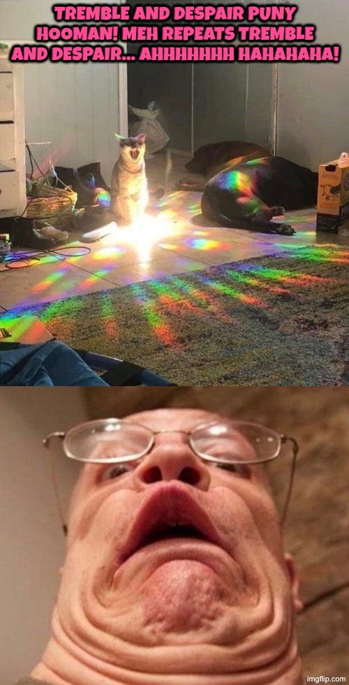 Tremble And Despair Puny Hooman | Tremble and despair puny hooman! Meh repeats tremble and despair... Ahhhhhhh hahahaha! | image tagged in funny cats,cats,despair,reactions,facial expressions,you know the rules it's time to die | made w/ Imgflip meme maker