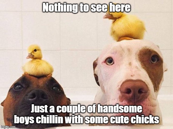 Nothing To See | Nothing to see here; Just a couple of handsome boys chillin with some cute chicks | image tagged in dogs,handsome,chicks,cute | made w/ Imgflip meme maker