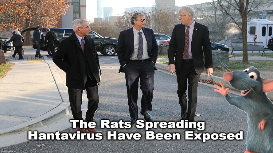 Hantavirus rats | image tagged in hantavirus rats | made w/ Imgflip meme maker