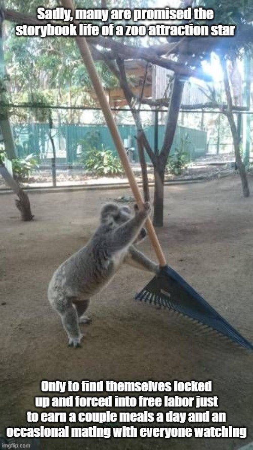 Koala Work | Sadly, many are promised the storybook life of a zoo attraction star; Only to find themselves locked up and forced into free labor just to earn a couple meals a day and an occasional mating with everyone watching | image tagged in koala,zoo,labor,servant | made w/ Imgflip meme maker