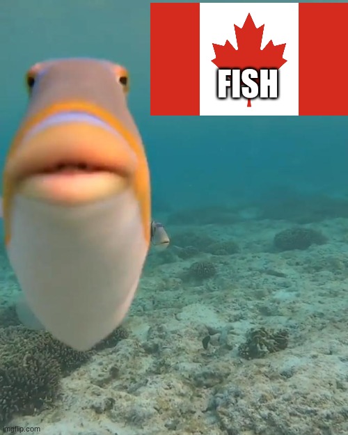 staring fish | Fish | image tagged in staring fish | made w/ Imgflip meme maker