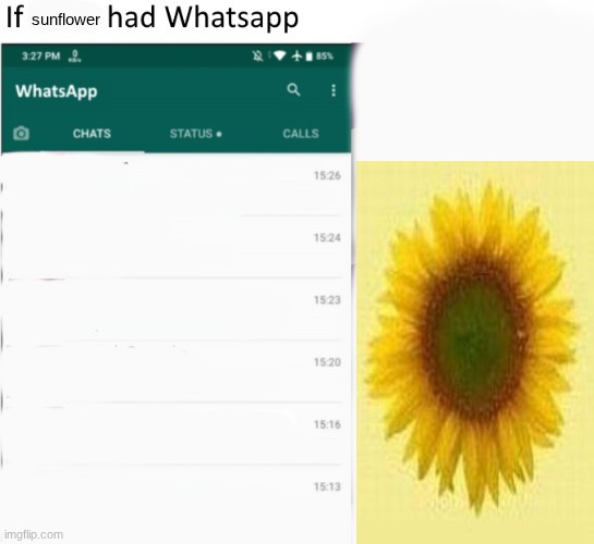 I need ideas broski | sunflower | image tagged in if x had whatsapp with text boxes | made w/ Imgflip meme maker