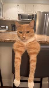 Mewing cat Blank Meme Template