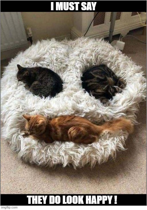 Just Three Sleeping Cats | I must say; They do Look Happy ! | image tagged in cats,smile | made w/ Imgflip meme maker
