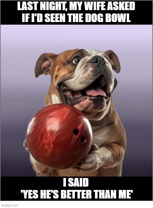 A Misunderstanding | Last night, my wife asked
if I'd seen the dog bowl; I said 
'yes he's better than me' | image tagged in dogs,bowl,play on words | made w/ Imgflip meme maker