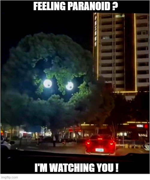 That's A Suspicious Tree ... | Feeling Paranoid ? I'm Watching You ! | image tagged in suspicious,tree,paranoid,i'm watching you | made w/ Imgflip meme maker