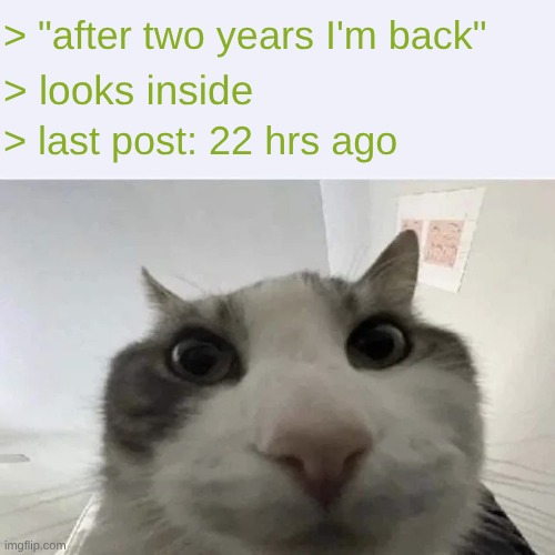 green text cat | > "after two years I'm back" > looks inside > last post: 22 hrs ago | image tagged in green text cat | made w/ Imgflip meme maker