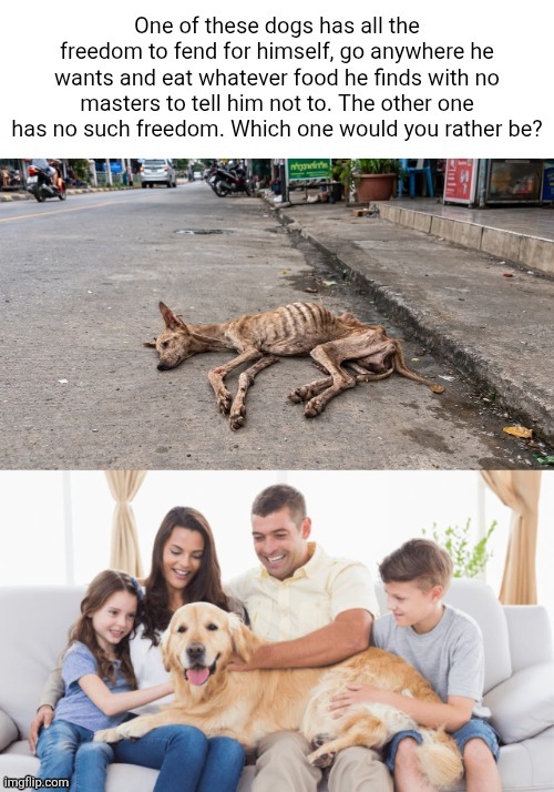 I made the perfect response to the libertarian lion meme | image tagged in dog,poverty,homeless,libertarian,rugged individualism,family | made w/ Imgflip meme maker