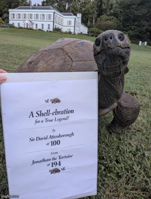 *W John Tortoise* | made w/ Imgflip meme maker