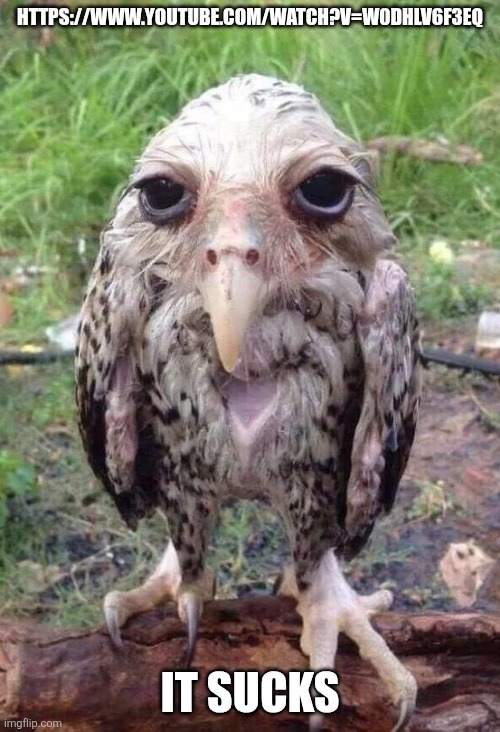 Wet owl | https://www.youtube.com/watch?v=W0Dhlv6f3eQ; It sucks | image tagged in wet owl | made w/ Imgflip meme maker